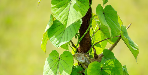 Chameleon Clinging To Vine With Large Green Leaves In Sunlit Garden Scene