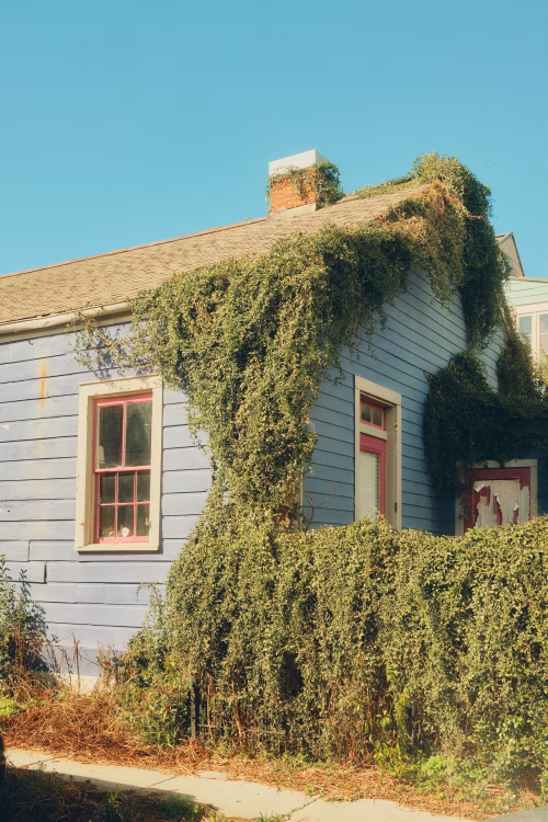 Charming Cottage Exterior Covered by Lush Green Ivy and Bright Blue Sky