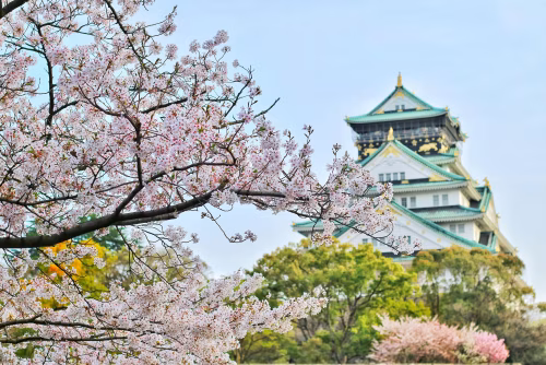 Cherry Blossoms Framing Traditional Japanese Castle in Springtime Landscape