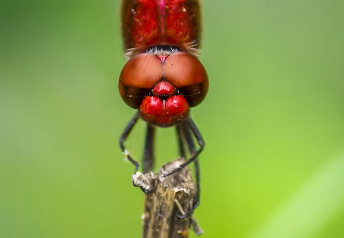 Close-Up Macro of a Red Dragonfly's Face Against a Green Background