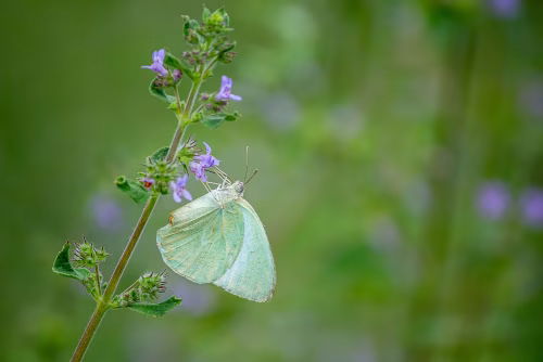 Close-Up of a Butterfly Resting on a Flower in Nature