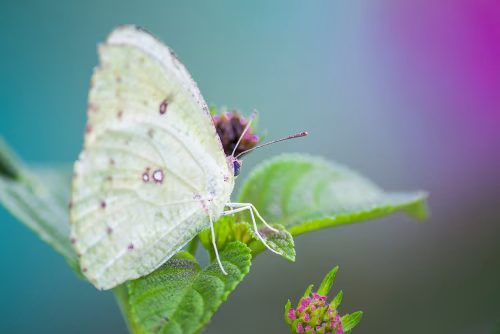 Close-Up of a Butterfly Resting on a Leaf with Vibrant Background