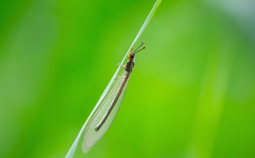 Close-Up Of A Delicate Mayfly Resting On A Grass Blade In A Fresh Green Field