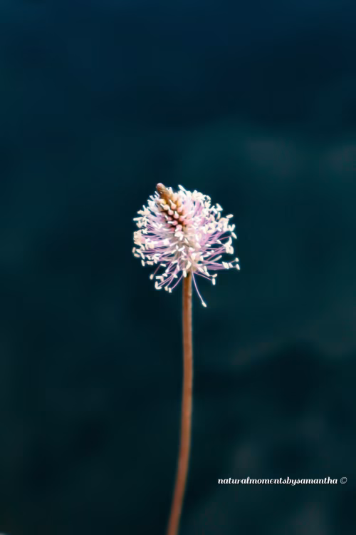 A single blooming purple flower stands gracefully on a thin brown stem with a soft gradient background, emphasizing the plant's natural beauty and elegance.