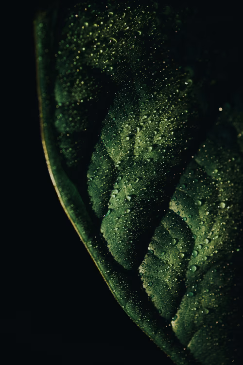 Close-Up of a Dew-Covered Leaf in Natural Lighting