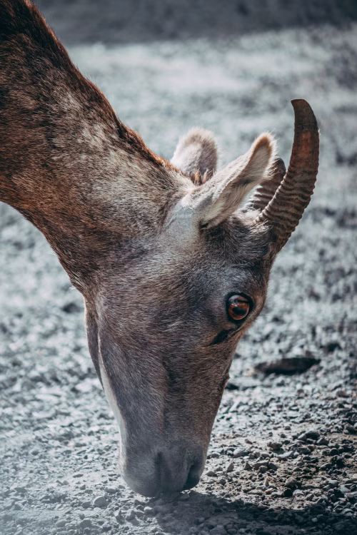 Close-Up of a Goat Foraging on a Gravel Path in Natural Light
