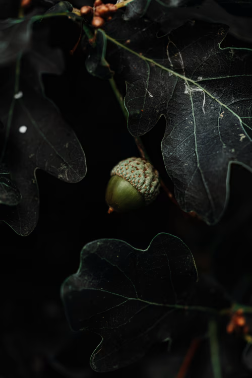 Close-Up of a Green Acorn Hanging on an Oak Tree Branch in Nature