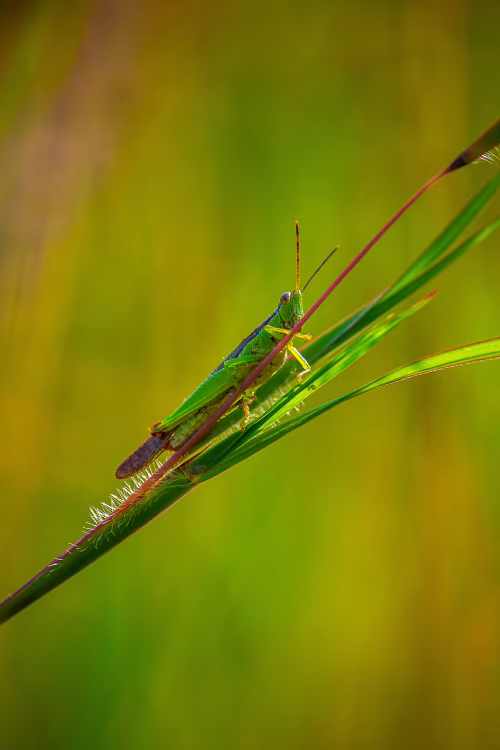 Close-Up of a Green Grasshopper on a Blade of Grass