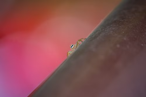 Close-Up of a Jumping Spider on a Colorful Background