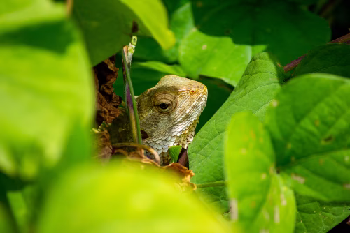 Close-Up of a Lizard Peeking Through Lush Green Leaves in a Quiet Garden