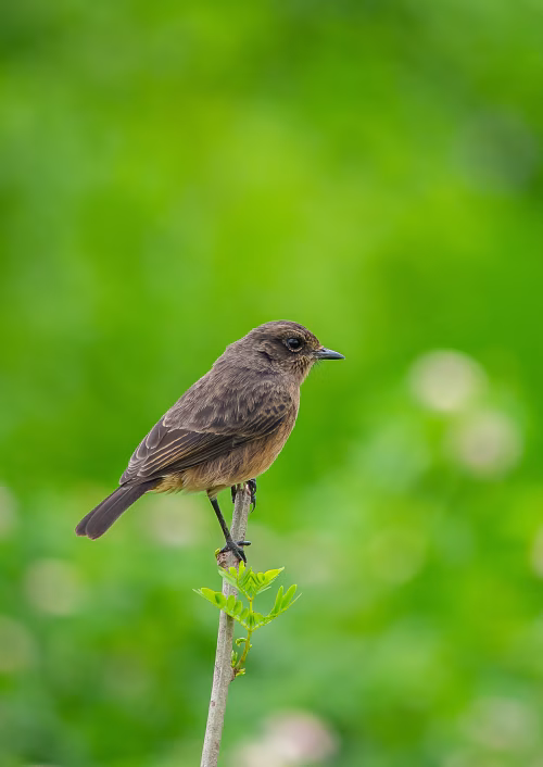 Close-Up of a Small Brown Bird Perched on a Branch in Nature