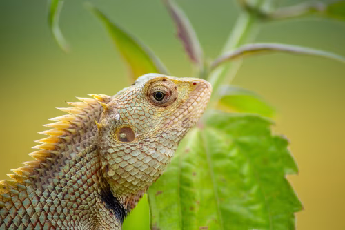 Close-Up Of A Spiked Green Lizard On A Leaf In Natural Light, Showing Detailed Scales