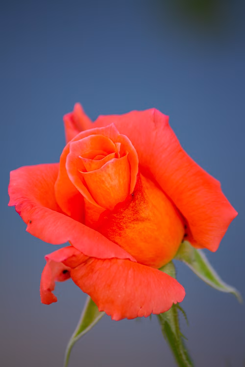 Close-Up of a Vibrant Orange Rose Against a Soft Blur Background