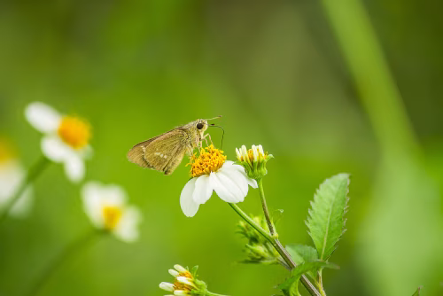 Close-Up of Butterfly Pollinating Flower in Vibrant Green Meadow