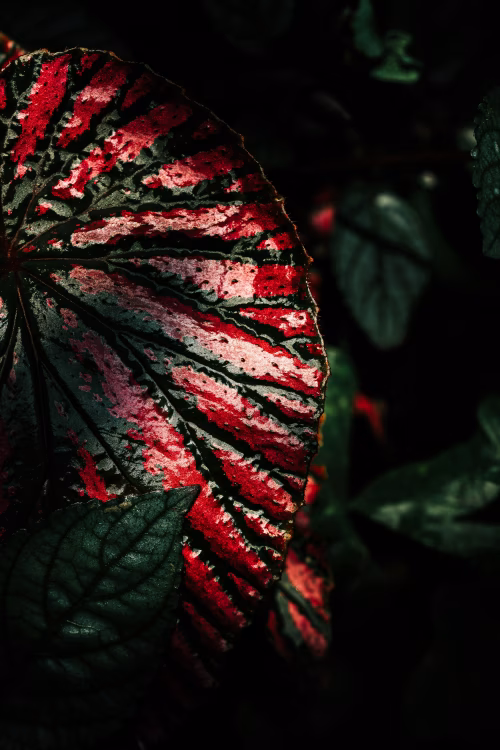Close-Up of Colorful Textured Leaf in Natural Environment