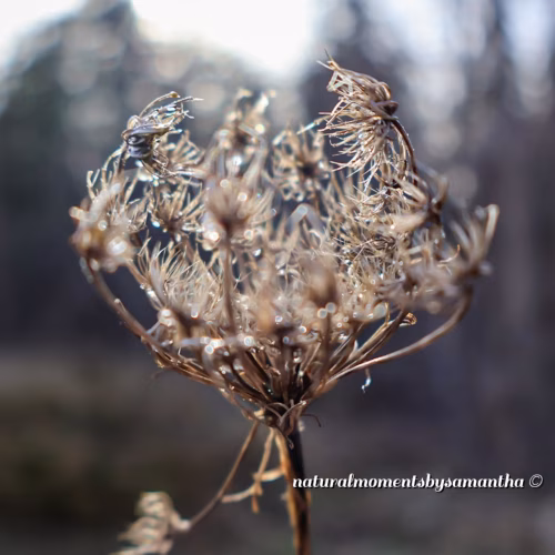 Close-Up of Dried Wildflower With Morning Dewdrops in Autumn Light