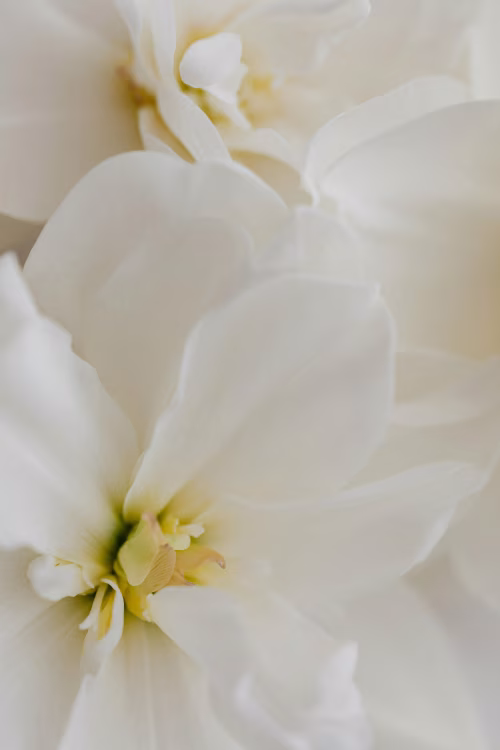 Close-Up of Elegant White Flower Petals in Soft Light