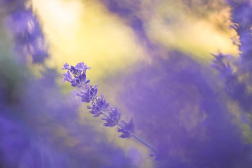 Close-Up of Lavender Flower Against Colorful Abstract Background