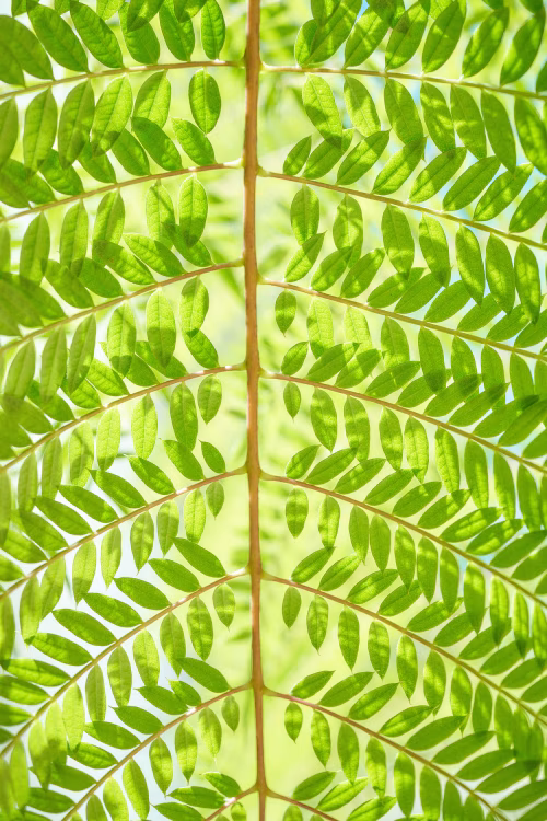 Close-Up of Lush Green Fern Leaves With Natural Backlighting Outdoors
