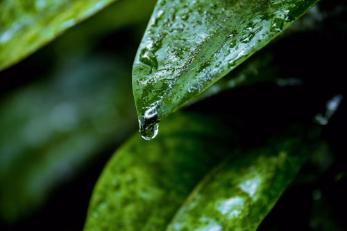 Close-Up of Raindrop Hanging on a Green Leaf in a Rainforest