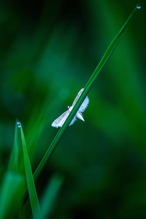 Close-Up of Small White Moth on Green Plant Stem