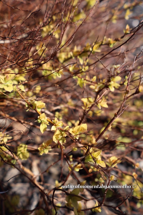 Close-Up of Spring Branches with Emerging Vibrant Green Leaves and Brown Twigs
