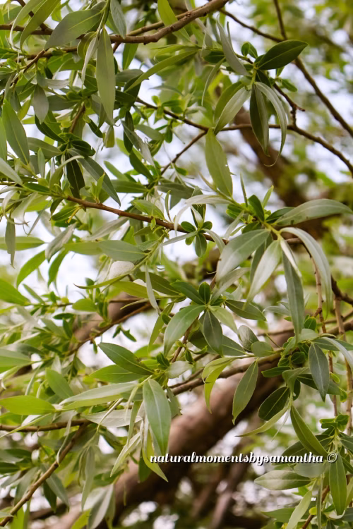 Close-Up of Tree Branches with Vibrant Green Foliage on a Sunny Day
