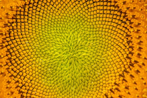 Close-Up of Vibrant Sunflower Center Showcasing a Spiral Pattern