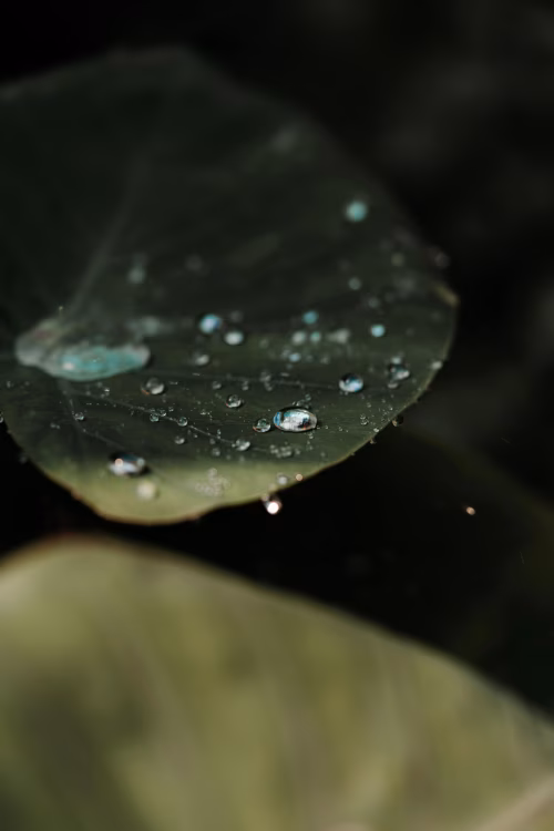 Close-Up of Water Droplets on a Green Leaf in Natural Light