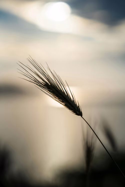 Close-Up of Wheat Spikelet Silhouetted Against a Scenic Sunset Horizon
