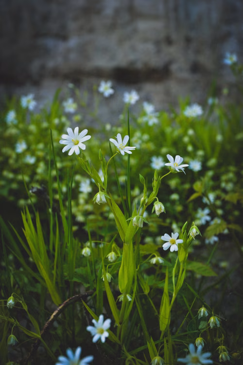 Close-Up of White Flower Blooms Among Grass in a Natural Setting