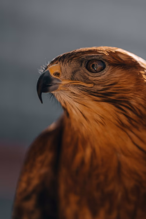 Close-Up Portrait of a Majestic Hawk in Natural Lighting