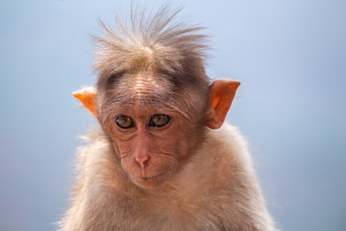 Close-Up Portrait of a Thoughtful Monkey in Natural Light