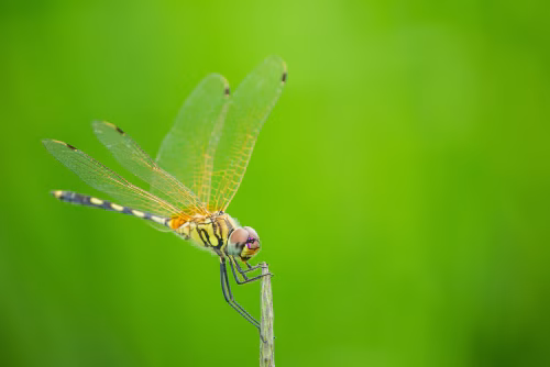 Close-Up Shot of a Colorful Dragonfly on a Plant Stem