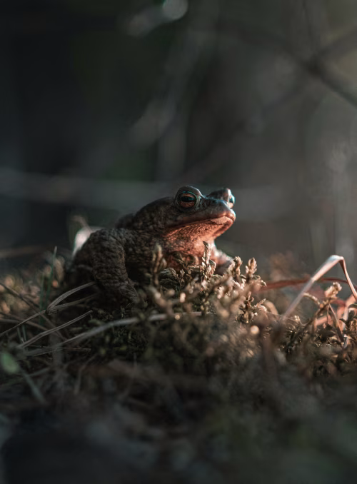 Closeup of a Frog in Natural Habitat Under Soft Light