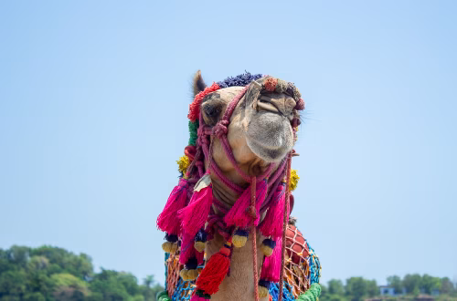 Colorful Decorated Camel With Bright Tassels And Netting At Festival Parade