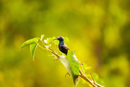 Colorful Hummingbird Perched On Green Leaf Branch In Bright Yellow Background