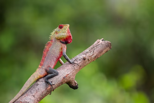 Colorful Red-Headed Lizard Perched On Branch In Sunlit Lush Green Forest Background