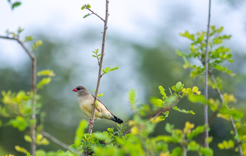 Colorful Small Bird Perched on a Branch in a Verdant Wild Habitat
