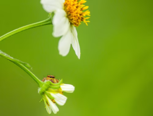 Colorful Spider on a White Flower with Green Background