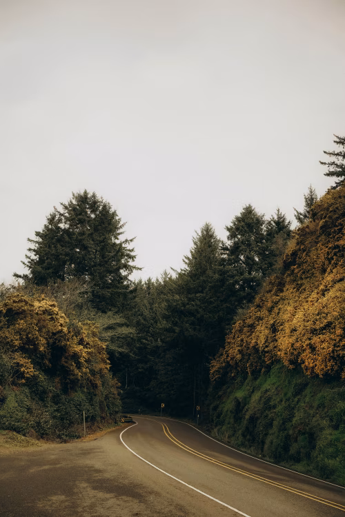 Curving Road Through Scenic Forest Landscape With Autumn Foliage and Evergreen Trees