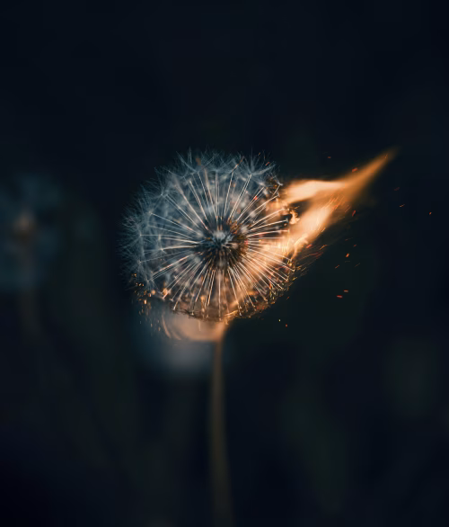 Dandelion Burning Brightly in Dramatic Ambient Light, Signifying Transformation