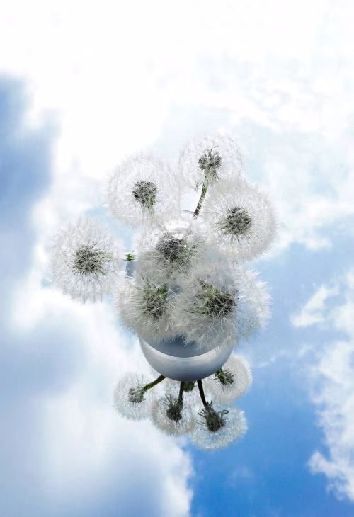 Dandelion Puffballs Reflection Against Blue Sky and White Clouds