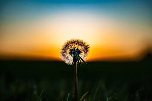 Dandelion Silhouette Against Vibrant Sunset Sky in Tranquil Natural Setting