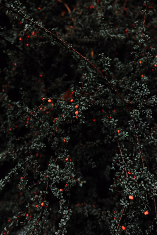 Dark Bush with Red Berries in a Natural Setting