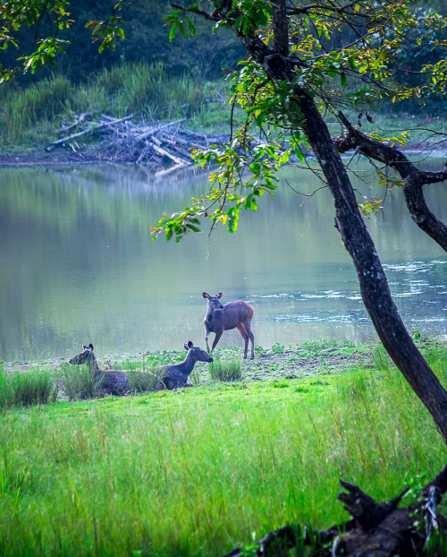Deer By Lake Shore With Green Grass And Tree Overhang In Quiet Nature Scene