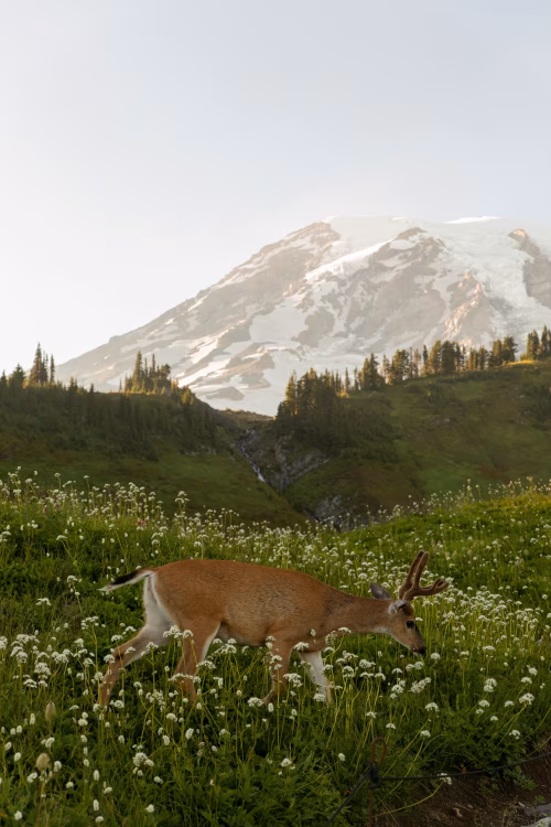 Deer Grazing on a Flower-Covered Meadow with Mountain Background