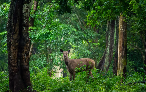 Deer Standing in a Lush Green Forest with Dense Foliage