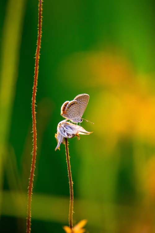 Delicate Butterfly Perched on a Wildflower with Vibrant Green Background