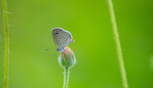Delicate Butterfly Resting On Hairy Bud In Lush Green Field – Close-Up Nature Scene